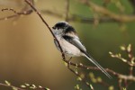 Aegithalus caudatus (Aιγίθαλος)
