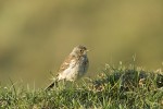 Anthus trivialis (Δενδροκελάδα)