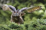 Bubo bubo (Mπούφος)