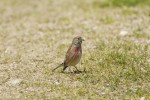 Carduelis cannabina (Φανέτο)<span class=\'common_name\'>, φανέτο</span>