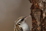 Certhia familiaris (Βουνοδεντροβάτης)
