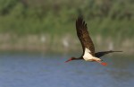 Ciconia nigra (Μαυροπελαργός)