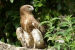 Circaetus gallicus (Φιδαετός)