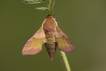 Deilephila porcellus
