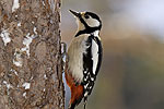 Dendrocopos major (Παρδαλοτσικλητάρα)