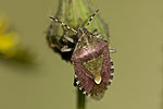 Dolycoris baccarum