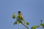 Emberiza melanocephala (Αμπελουργός ή κρασοπούλι)<span class=\'common_name\'>, αμπελουργός, τιρίλινγκος</span>