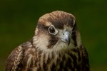Falco eleonorae (Μαυροπετρίτες)