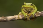 Hyla arborea(Δενδροβάτραχος)