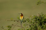 Merops apiaster (Μελισσοφάγος)<span class=\'common_name\'>, μελισσοφάγος</span>