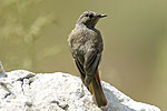 Monticola saxatilis (Πετροκότσυφας)