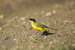 Motacilla flava feldegg (Κιτρινοσουσουράδα)
