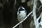 Parus ater (Ελατοπαπαδίτσα)