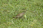 Passer domesticus (Σπιτοσπουργίτης)<span class=\'common_name\'>, σπιτοσπουργίτης, στρούθος</span>