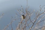 Passer montanus (Δεντροσπουργίτης)<span class=\'common_name\'>, δεντροσπουργίτης</span>