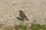 Phoenicurus ochruros (Καρβουνιάρης)