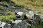 Pyrrhocorax pyrrhocorax (Κοκκινοκαλιακούδα)
