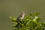 Saxicola torquata (Μαυρολαίμης)