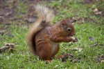 Sciurus vulgaris(Σκίουρος)