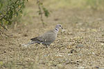 Streptopelia decaocto (Δεκαοχτούρα)<span class=\'common_name\'>, δεκαοχτούρα, φιλικουτούνι</span>