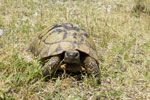 Testudo hermanni (Ονυχοχελώνα )