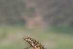 Triturus vulgaris(Κοινός Τρίτωνας)