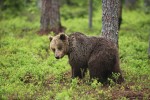 Ursus arctos (Αρκούδα)