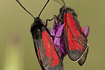 Zygaena