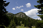 Abies borisii regis forest.tif