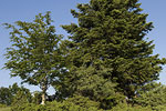 Abies borisii regis (form).tif