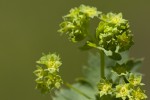 Alchemilla incisa.tif