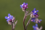 Anchusa italica.tif