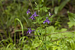 Aquilegia nigricans