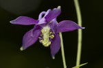 Aquilegia nigricans