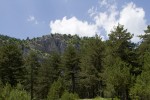Black pine forest.tif