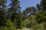 Black Pine forest.tif