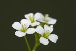 Cardamine plumieri.tif