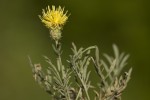 Κενταύριο (Centaurea ssp)