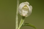 Cephalanthera damasonium.tif