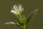 Cerastium brachypetalum ssp roeseri.tif