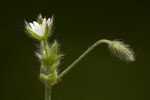 Cerastium brachypetalum.tif
