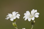 Cerastium decalvans.tif