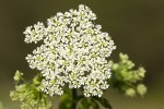 Χαιρόφυλλο το μεθυστικό (Chaerophyllum temulentum)