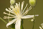 Clematis vitalba.tif
