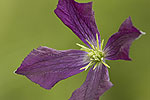 Clematis viticella.tif