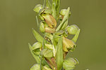 Coeloglossum viride.tif