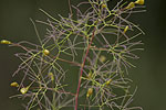 Anacardiaceae (Ανακαρδίδες)