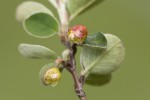 Cotoneaster integerrimus.tif
