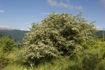 Crataegus heldreichii (form).tif