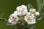 Crataegus monogyna var lasiocarpa.tif